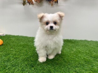 Pom Frise male Puppy for sale 031450002 Pom Frise male Puppy for sale 031450002